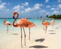Aruba