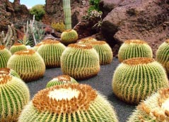 klimaat-lanzarote-weer.jpg